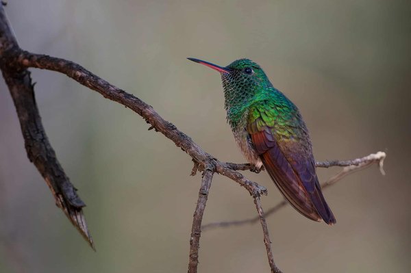 ¿Cuáles son los mejores tipos de perchas para aves domésticas?
